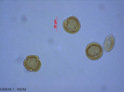 Olea europaea - lame n° 27579